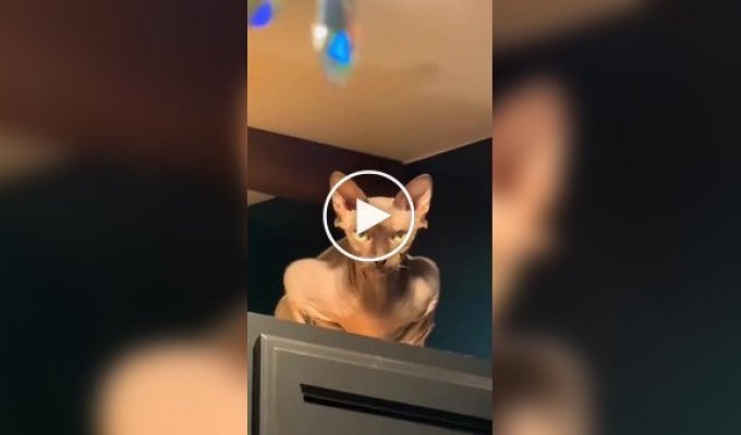 Подборка котов-шпионов