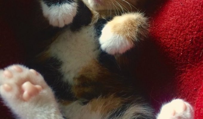 Клео - кошка которая стала неотъемлемой частью собачего коллектива (11 фото)