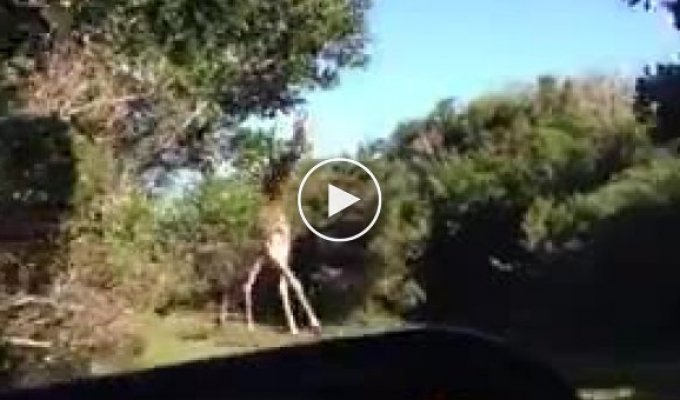 Страшное сафари рядом с жирафом