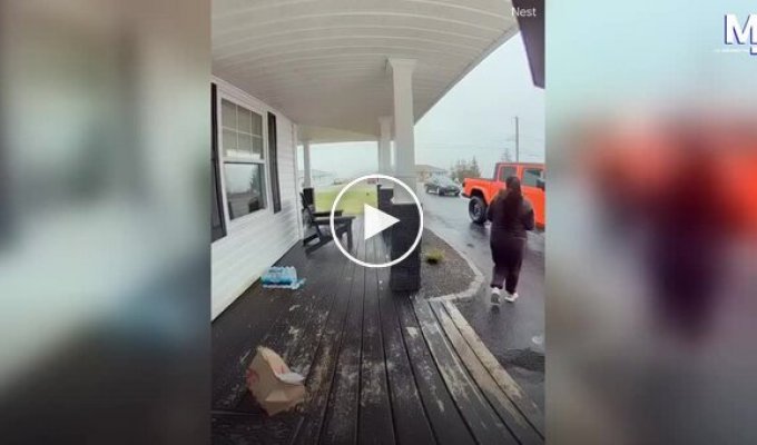 A crow intercepted a food delivery