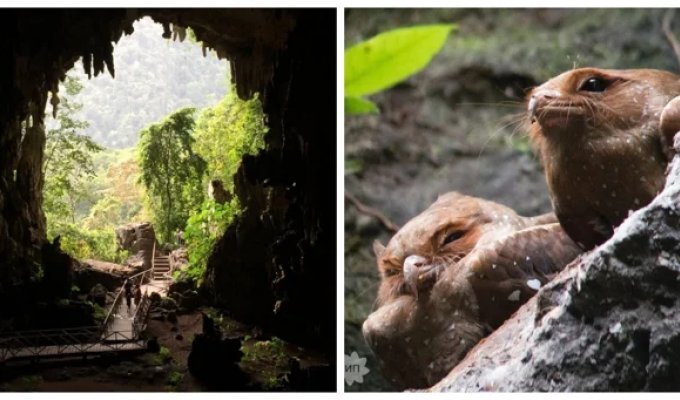 Cueva de Las Lechuzas - a Peruvian cave of mysterious birds (9 photos + 1 video)