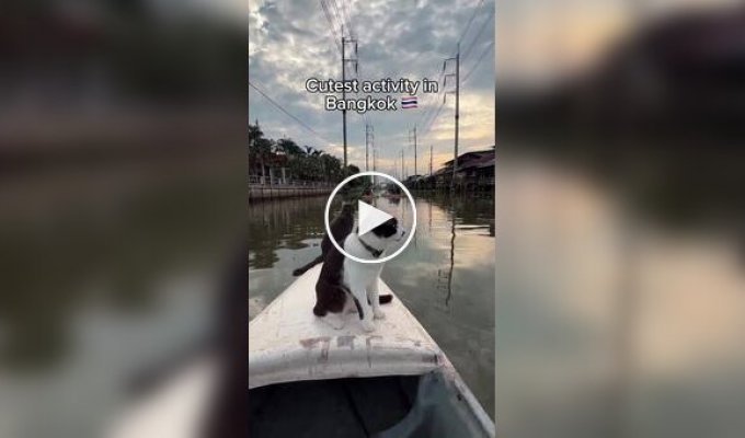 Каякинг с котами: необычная экскурсия по каналам Бангкока