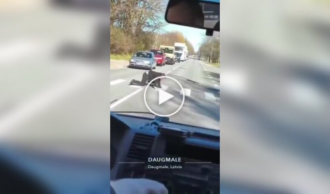 Латыш переползает дорогу
