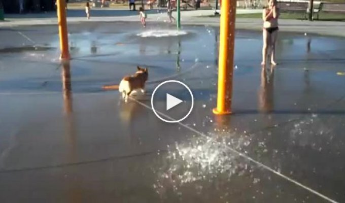 Собака которая очень любит купатьс в фонтане
