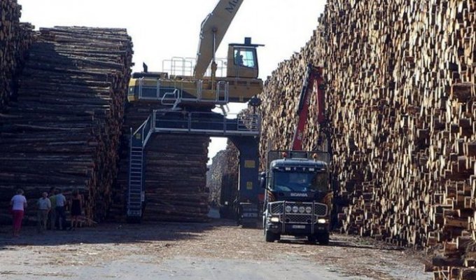 Крупнейшее в мире хранилище древесины в Швеции (6 фото)