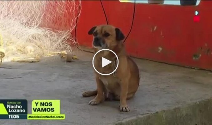 Пес обожает серфинг