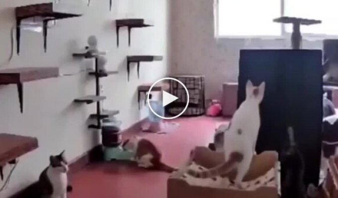 Внезапная кошачья паника