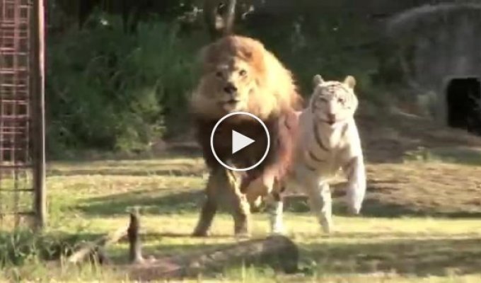 Удивительная дружба льва и белой тигрицы