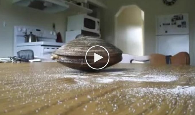 Странная реакция молюска на обычную соль