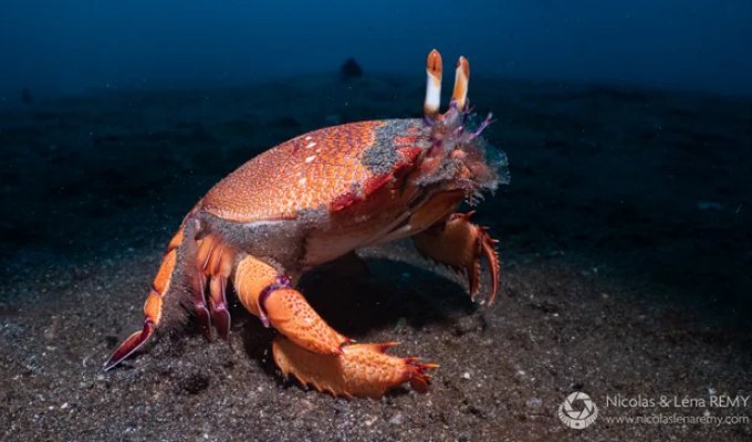 Лягушачий краб: существо между раком и крабом (11 фото)