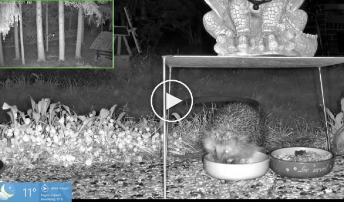 A hedgehog bit another hedgehog's butt that didn't share food