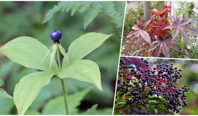 10 растений, которых следует опасаться (11 фото)