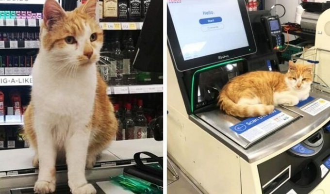 Покупатели устроили бойкот магазину, потому что оттуда выгнали кота (5 фото)