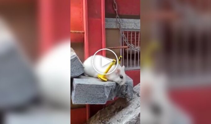 Побег хомяка из тюрьмы