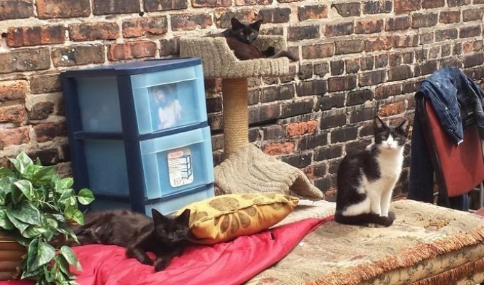Бездомный оставил после себя сорок уличных кошек. Местные жители построили для них мини-городок (12 фото)