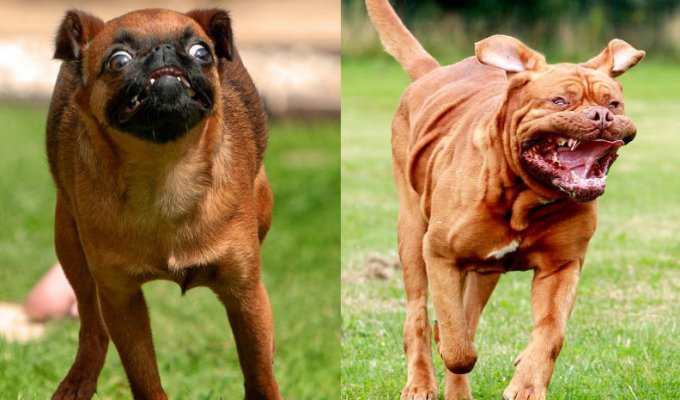 Фотограф снял бегущих собак, и это очень смешно (16 фото)