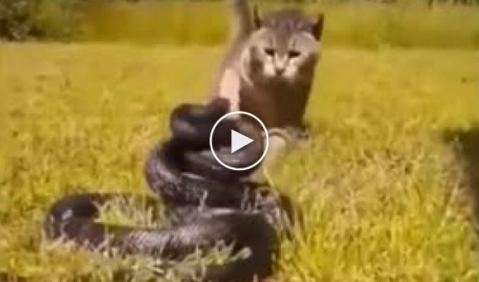 Почему коты не боятся змей