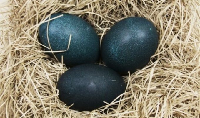 Фермер нашел странные яйца – вот, что вылупилось (4 фото)