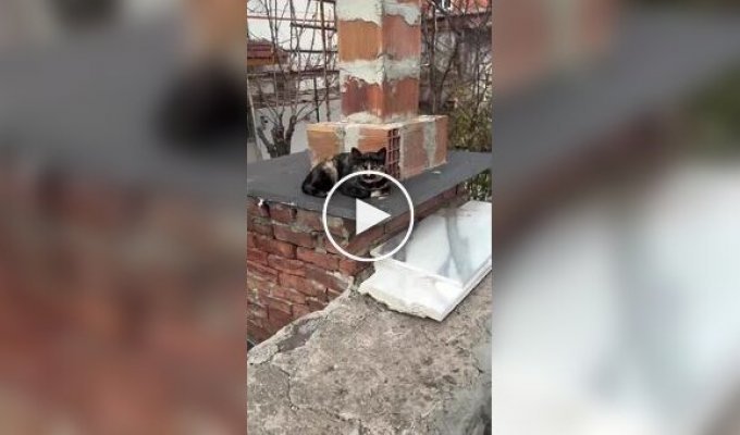 Кошка с причудливым окрасом шерсти