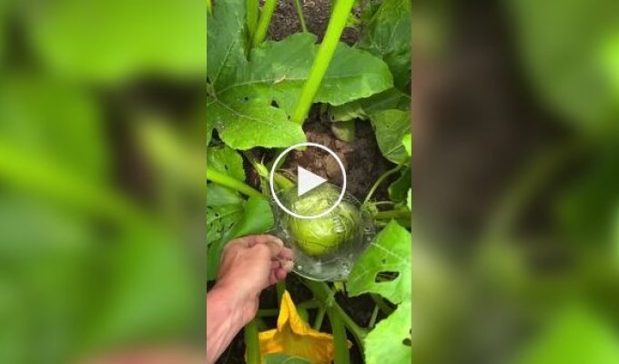 Огородный хоррор: кабачки с лицами людей и не только