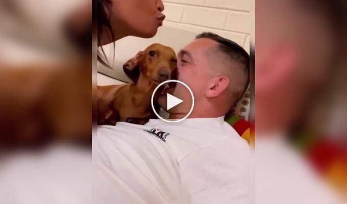 Dachshund prevents woman from kissing her husband