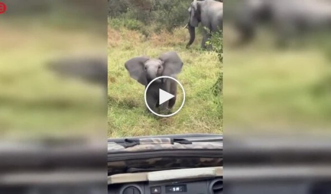 A baby elephant decided That he's the boss of the savannah