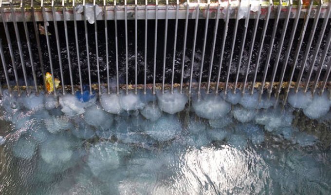 Тысячи медуз парализовали работу электростанции в Израиле (13 фото)
