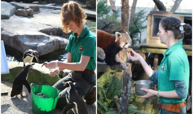 Четыре сотрудницы зоопарка в Англии пережидают карантин с животными (6 фото)
