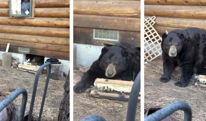 Американская семья была в шоке, когда узнала, что под их домом поселился огромный медведь (4 фото)