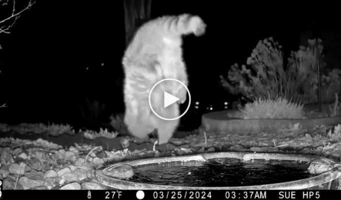 A raccoon walked on its front legs in front of a camera trap
