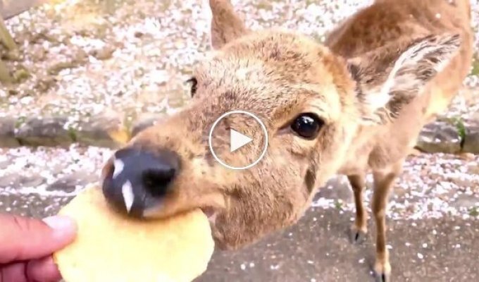 Весна в Нара: олені у парку стали частиною квітучої сакури