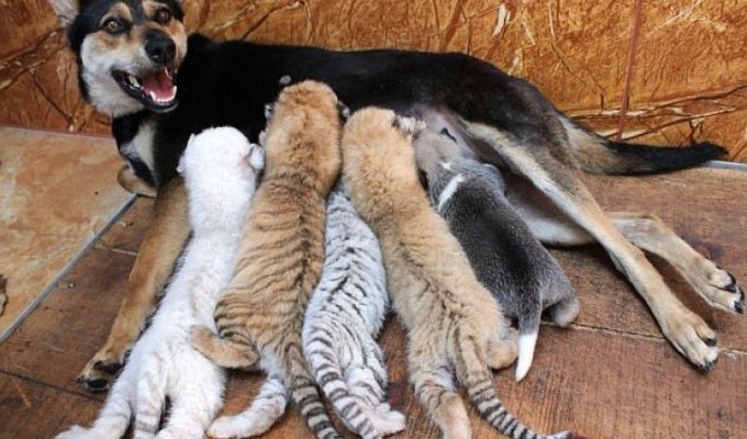Собака стала матерью для четырех тигрят (3 фото)