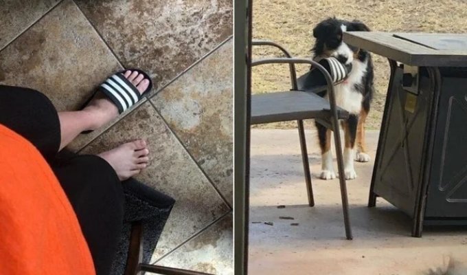 18 животных, которые перешли все границы дозволенного (19 фото)