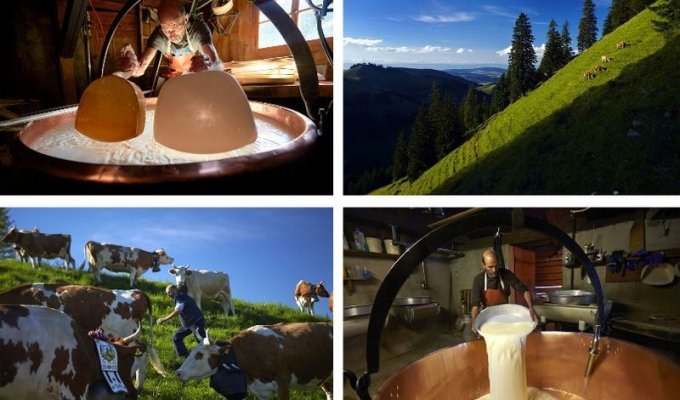 Как в Швейцарии делают сыр Грюйер (23 фото)