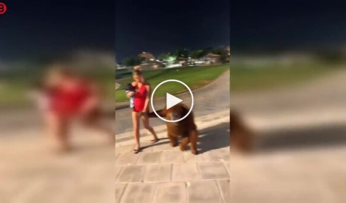 Необычная сцена в Дубае