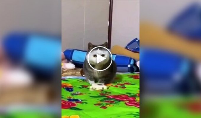 Редкие окрасы кошек