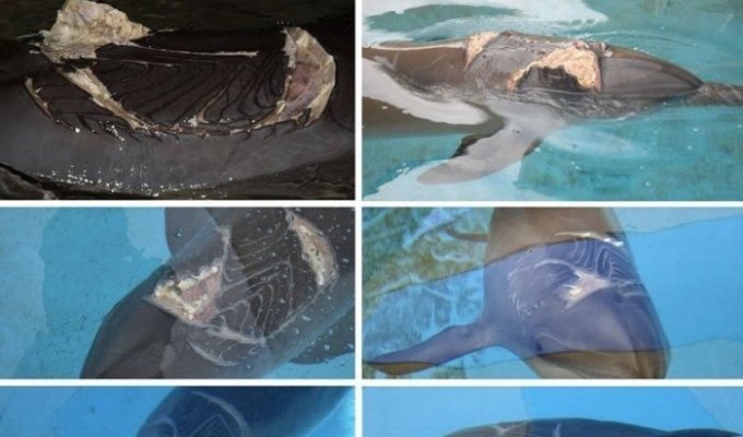 Факты о дельфинах (16 фото)