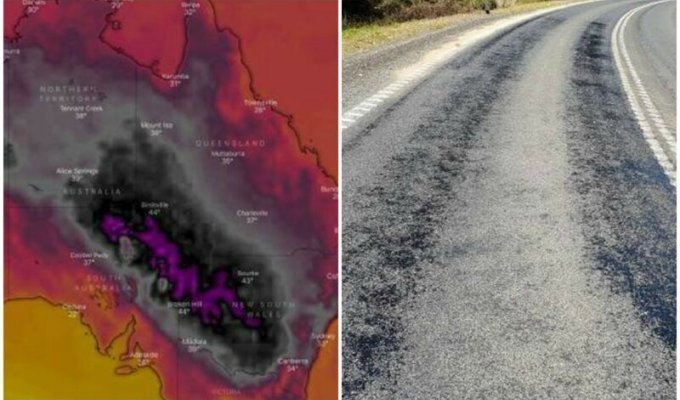 Аномальная жара, накрывшая Австралию, расплавила дороги и убила животных (6 фото)