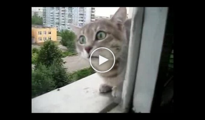 Жесткий кот атакует на балконе