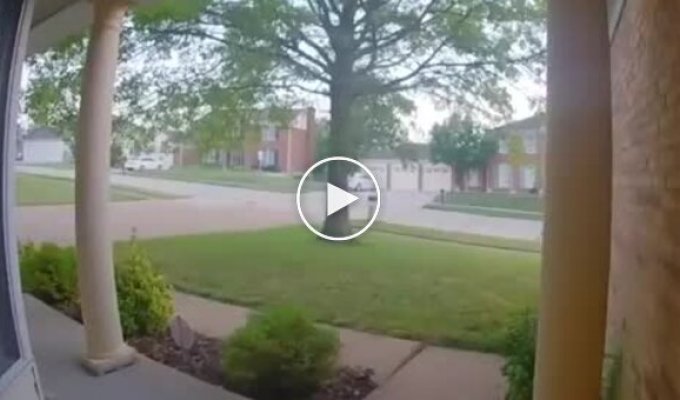 В США муравьи попытались унести почтовую корреспонденцию в свой муравейник