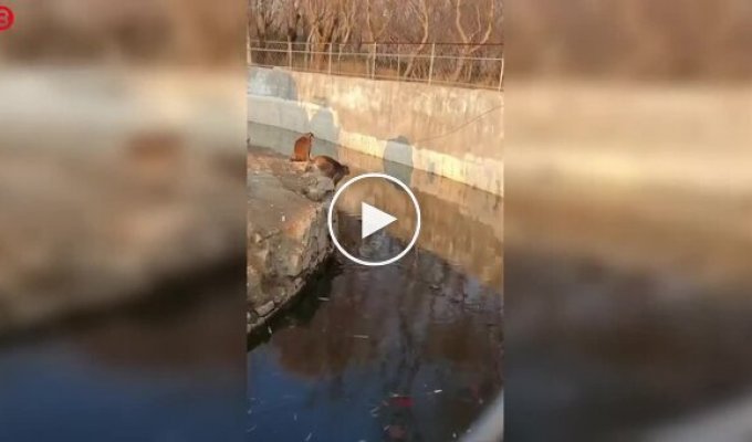 Маленькая обезьянка преподала урок посетителям зоопарка