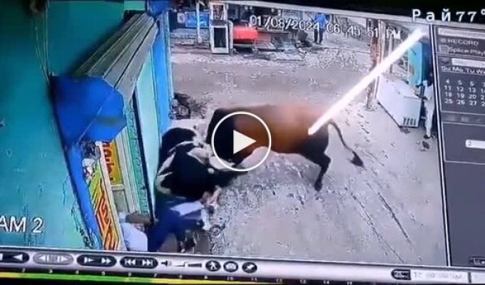 A seller, risking his life, did not allow fighting bulls into a store