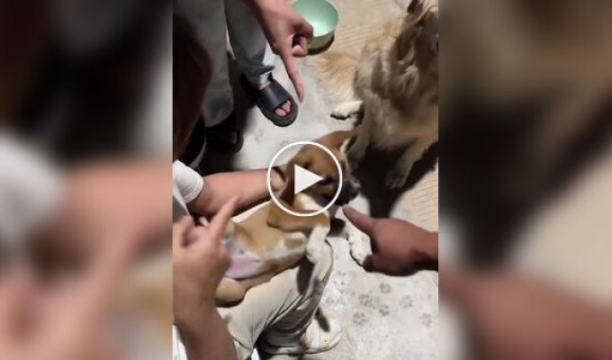 Как хозяева собак хитрят, чтобы дать животным лекарства