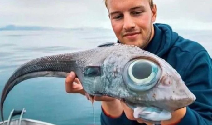 Химера: их яд переваривает кровь в венах (5 фото)