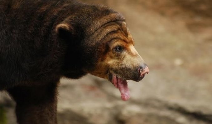 Языкастый медведь (5 фотографий)