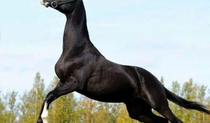 Ахалтекинец: Способности «совершенной» породы лошадей. Почему она претендует на идеал? (5 фото)