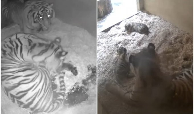 Радость дня: на свет появились тигрята вымирающего вида (5 фото + 1 видео)