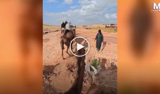 A camel ride in the desert went wrong.