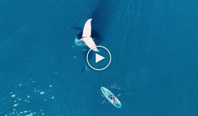 Блогер встретил кита, плавая на каяке в океане