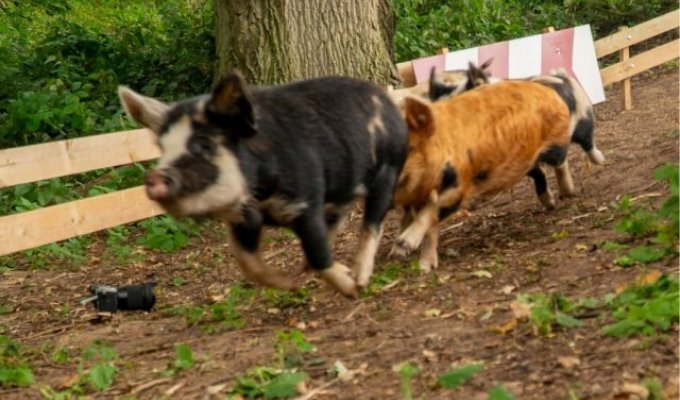 Pig Race: the annual pig race took place in the UK (4 photos + 2 videos)